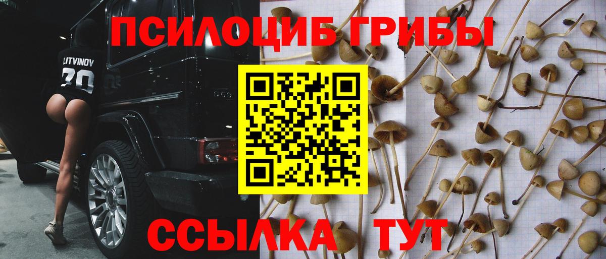 Алатырь  что такое   Вход с VPN  Псилоцибиновые грибы Magic Shrooms 